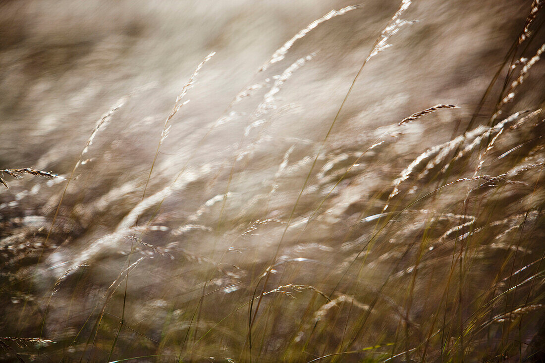 Details von Gräsern, die im Wind wehen. Kent Uk