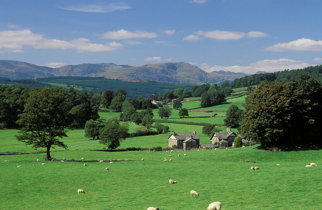 Schafe und Häuser in der Landschaft