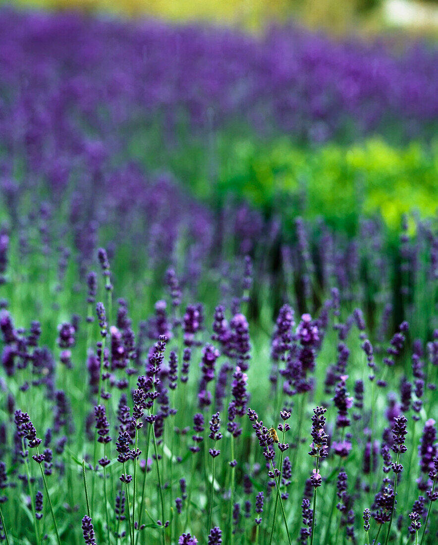 Lavender In Meadow