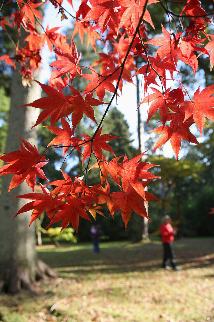 Japanese Maple Tree