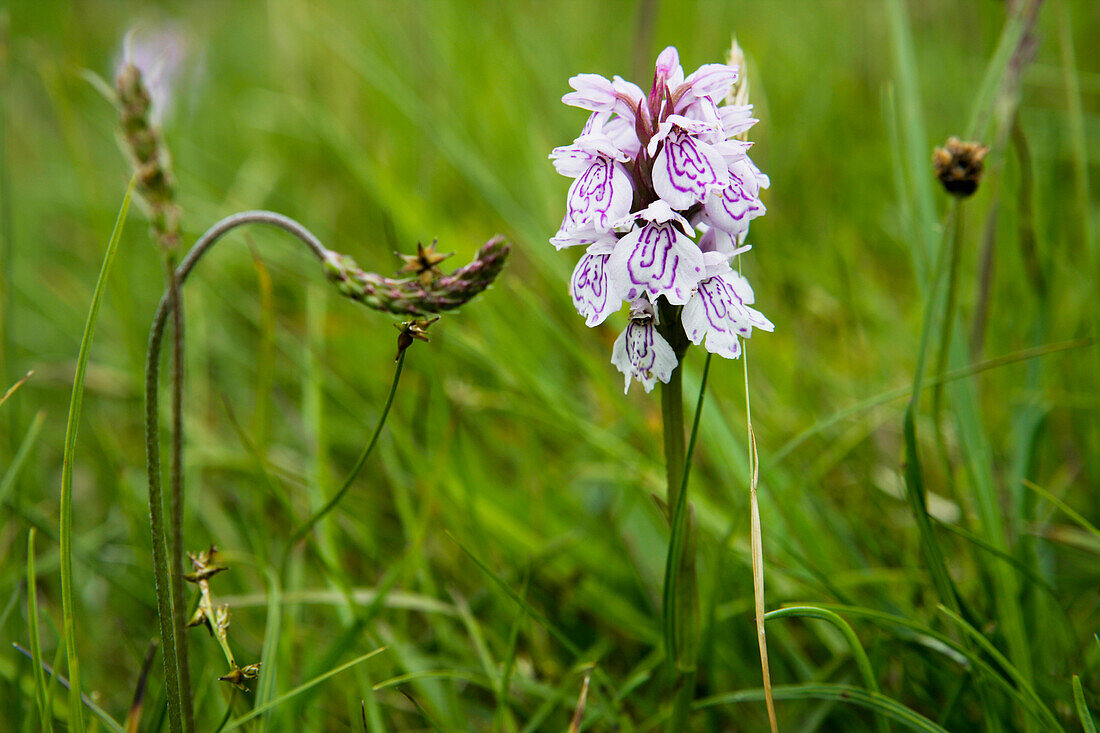 Spotted Orchid On Isle Of Harris