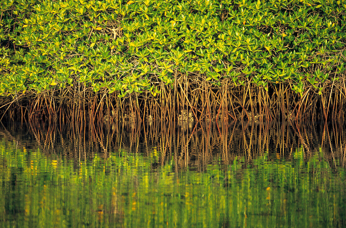 Mangroves Reflected In The Water At Black Turtle Cove, Santa Cruz Island, Galapagos Islands, Ecuador