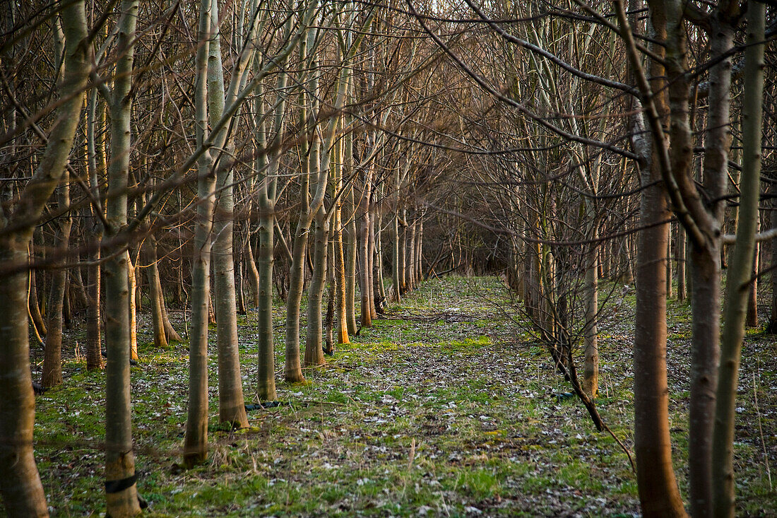 Ein Fußweg durch Reihen von gepflanzten Wäldern; Vale Of The White Horse, Oxfordshire, England