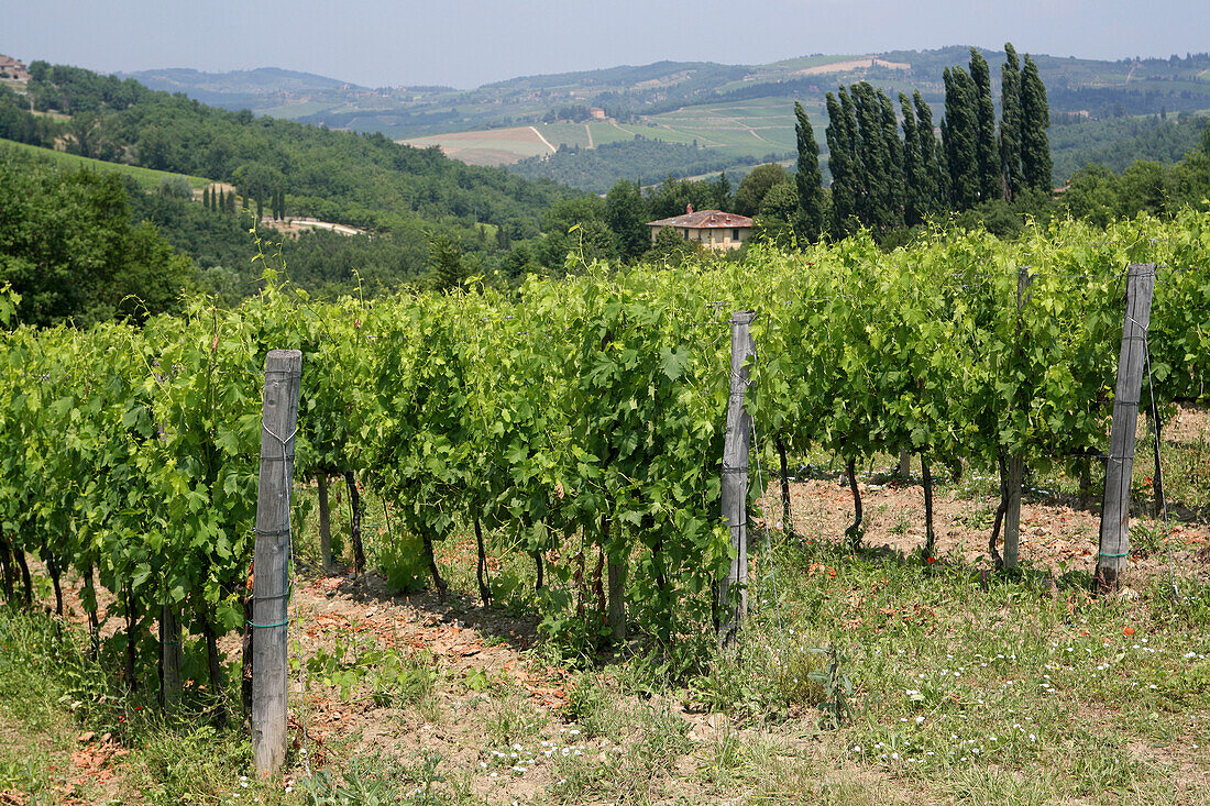 Weinberg am Rande von 'Radda in Chianti', einer schönen kleinen Stadt und einer berühmten Region, die für ihren Chianti-Wein bekannt ist, in der Toskana. Italien. Juni.