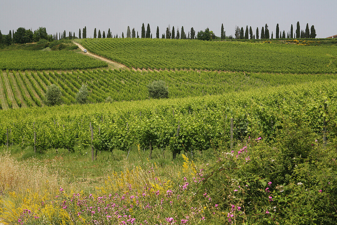 Blick von einem Feldweg auf Weinberge in der Landschaft bei Siena in der Toskana. Italien. Juni.
