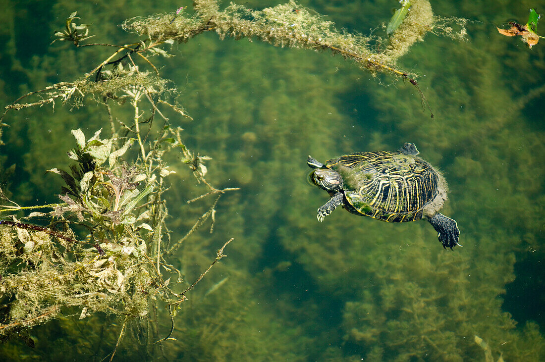 Die Rotohr-Schmuckschildkröte Trachemys scripta ist eine Süßwasserschildkröte mit einer Größe von 12,5-20,5 cm. Lost Maples State Natural Area in Bandera County Texas, USA