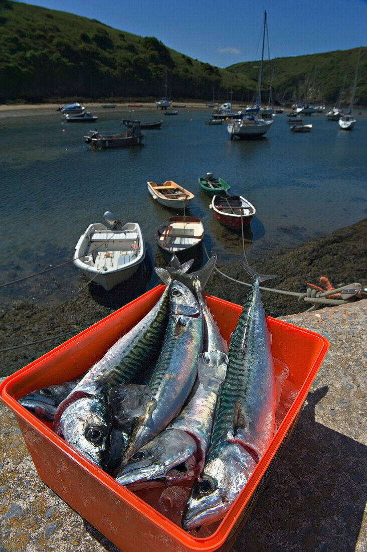 Fangfrische Makrele. Hafen von Solva. Pembrokeshire. Wales. UK.