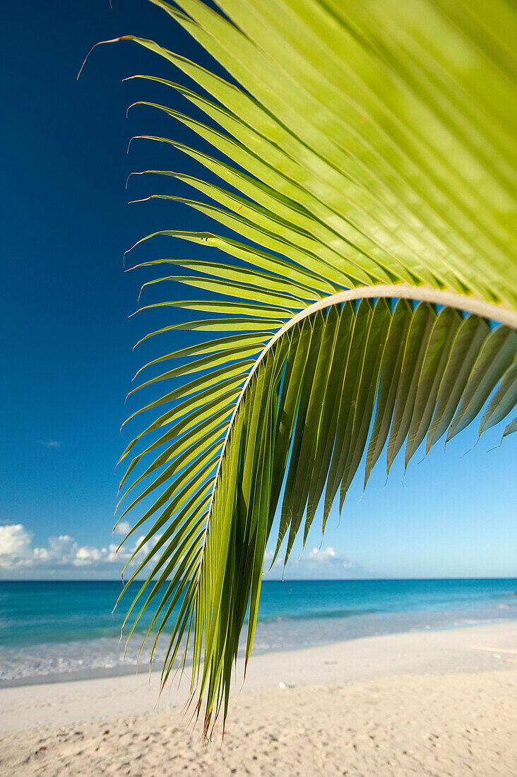 Detail einer Palme am Maxwell Beach bei Oistins, Barbados; Barbados