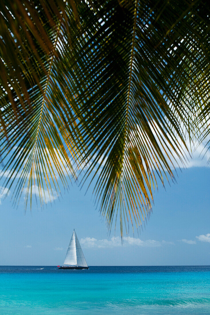 Blick durch die Palmen auf eine große Yacht vor der Westküste von Barbados; Barbados
