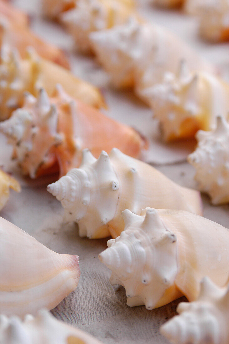 Detail Of Small Conch Shells For Sale; Negril Jamaica