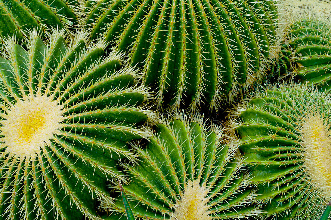 Close-Up Of Barrel Cactus, Kew Gardens, London, Europe