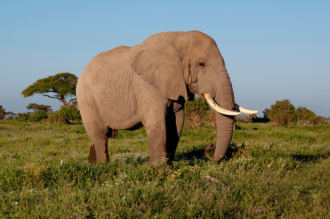 Einsamer Elefantenbulle, Amboseli, Kenia
