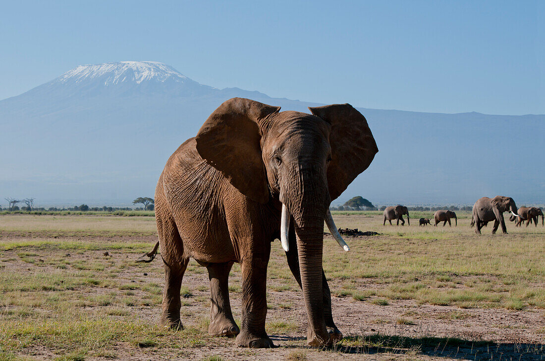 Elefantenherde, Mt Kilimanjaro, Amboseli, Kenia