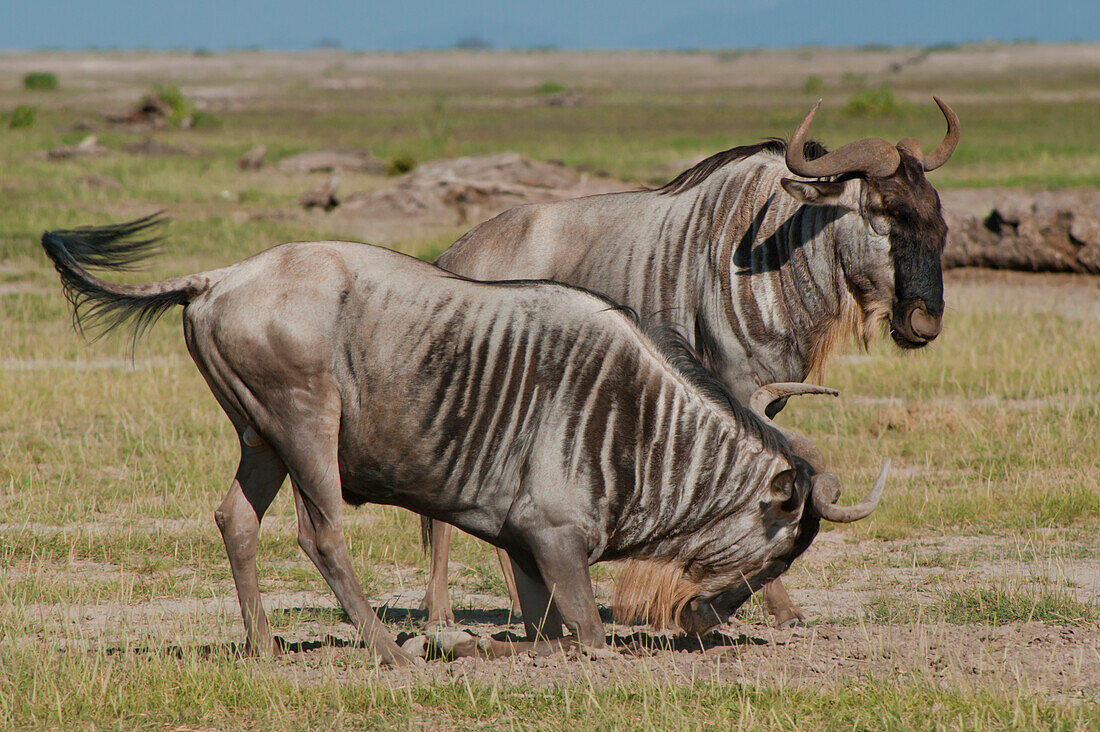 Gnus im Amboseli-Nationalpark, Kenia