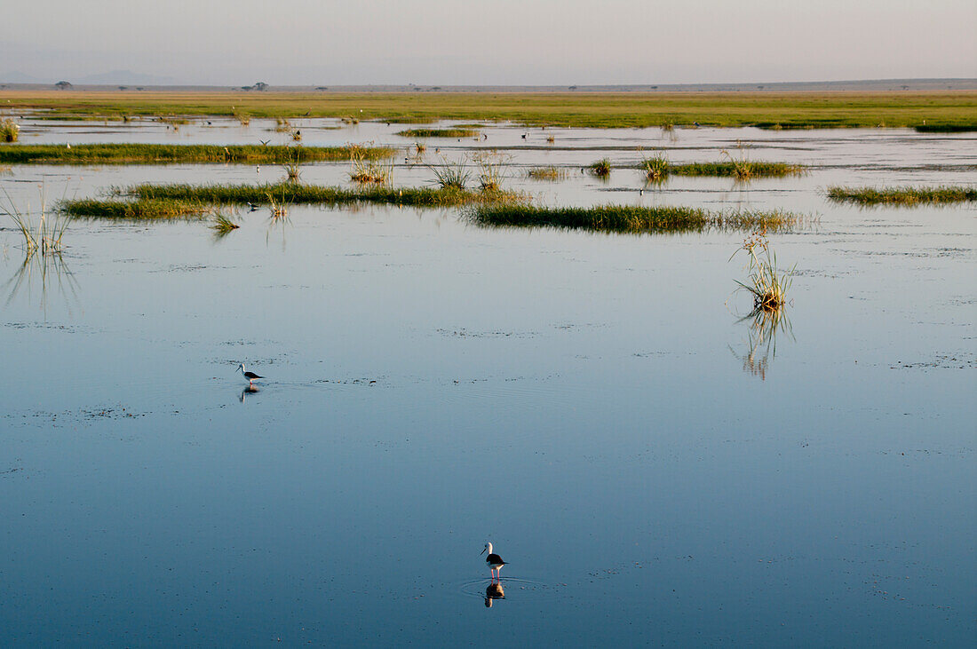 Flacher See, Amboseli, Kenia