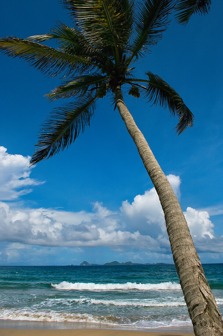 Strand und eine Palme am Petite Anse Hotel; Grenada, Karibik