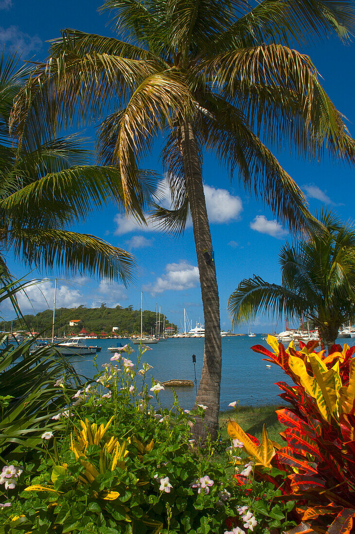 Blick auf bunte Pflanzen und Palmen in der Nähe des Wassers der Lagune, St George's; St.George's, Grenada