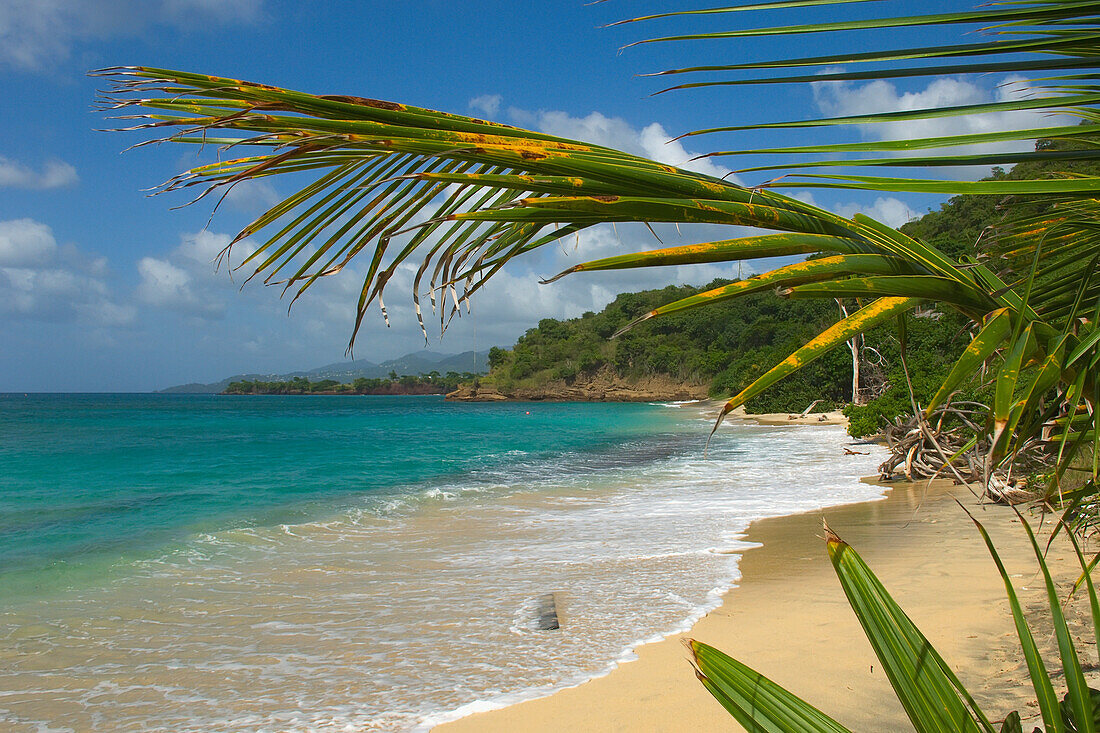 Blick durch Palm Frawns von Dr Groom's Beach; Carriacou Island, Grenada