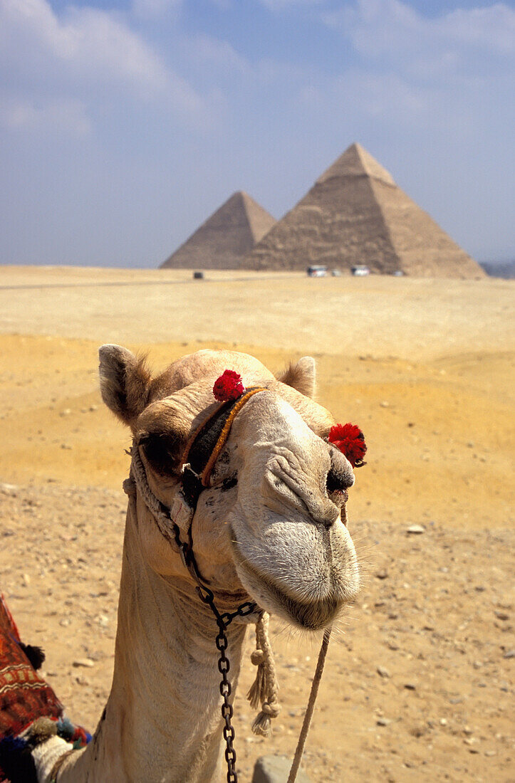 Close-Up On A Camel Looking At The Camera With Pyramids In The Background, Giza, Egypt; Giza, Egypt
