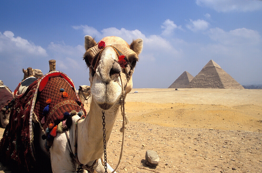 Nahaufnahme eines Kamels, das in die Kamera schaut, mit Pyramiden im Hintergrund, Giza, Ägypten; Giza, Ägypten