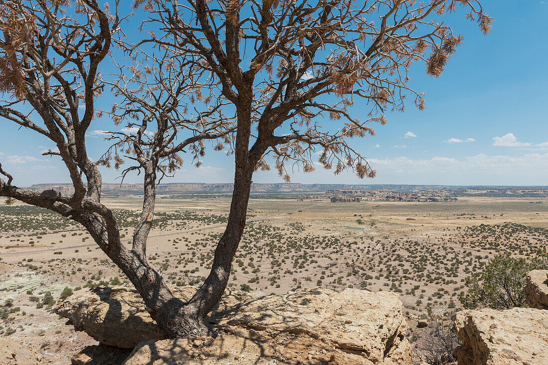 Tree Growing On Landscape At New Mexico, Usa