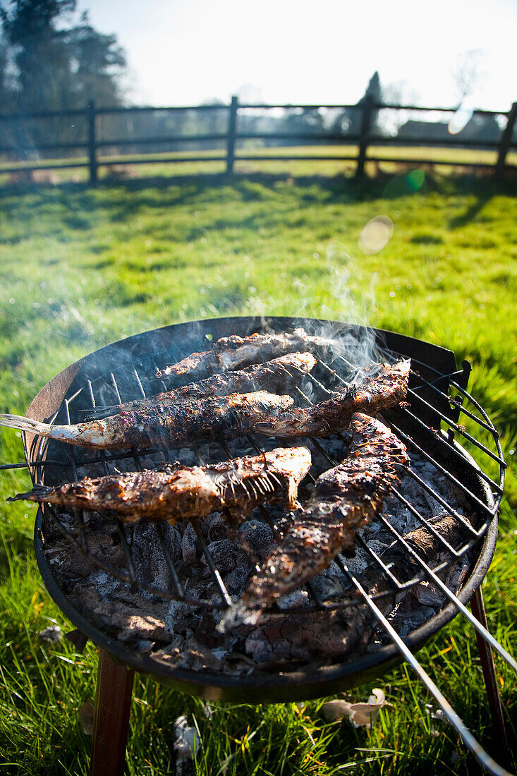 Sardinen/ Cornish Pilchards, Grill in einem Garten eines ländlichen Cottage auf einem Feld in Devon, Großbritannien