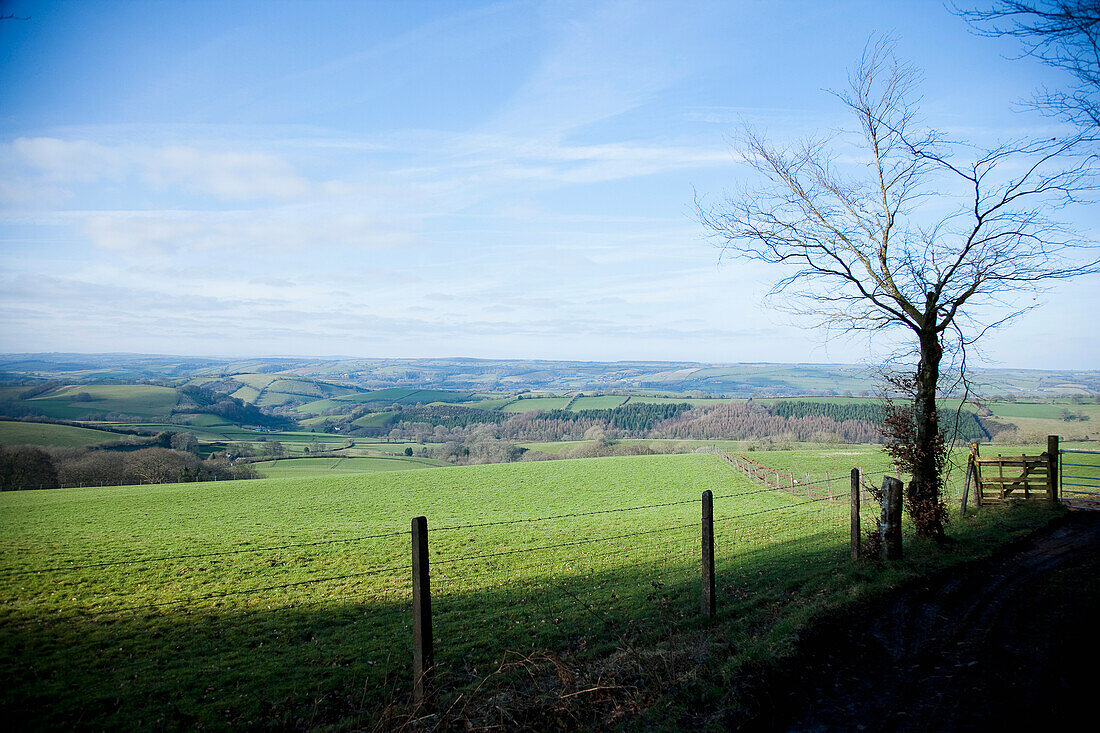 Trees In A Woodland, Overlooking Bampton Downs, Fields, Hills And Valleys In Mid Devon, South West, Uk