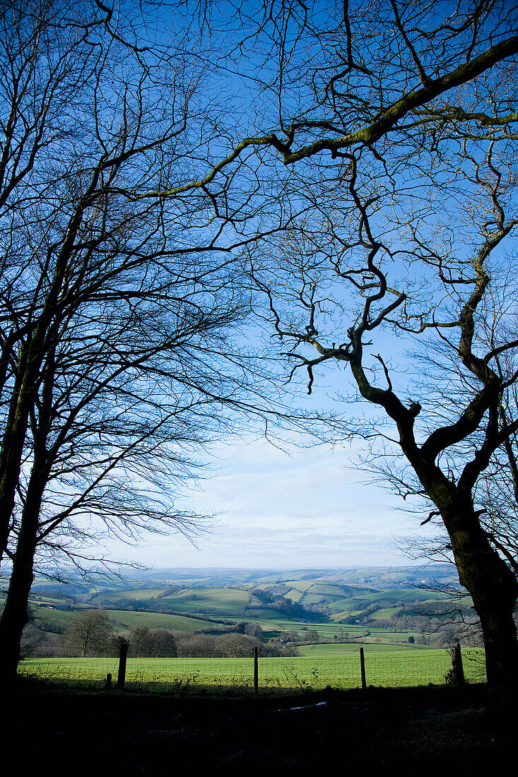 Silhouetted Trees In A Woodland, Overlooking Bampton Downs, Fields, Hills And Valleys In Mid Devon, South West, Uk