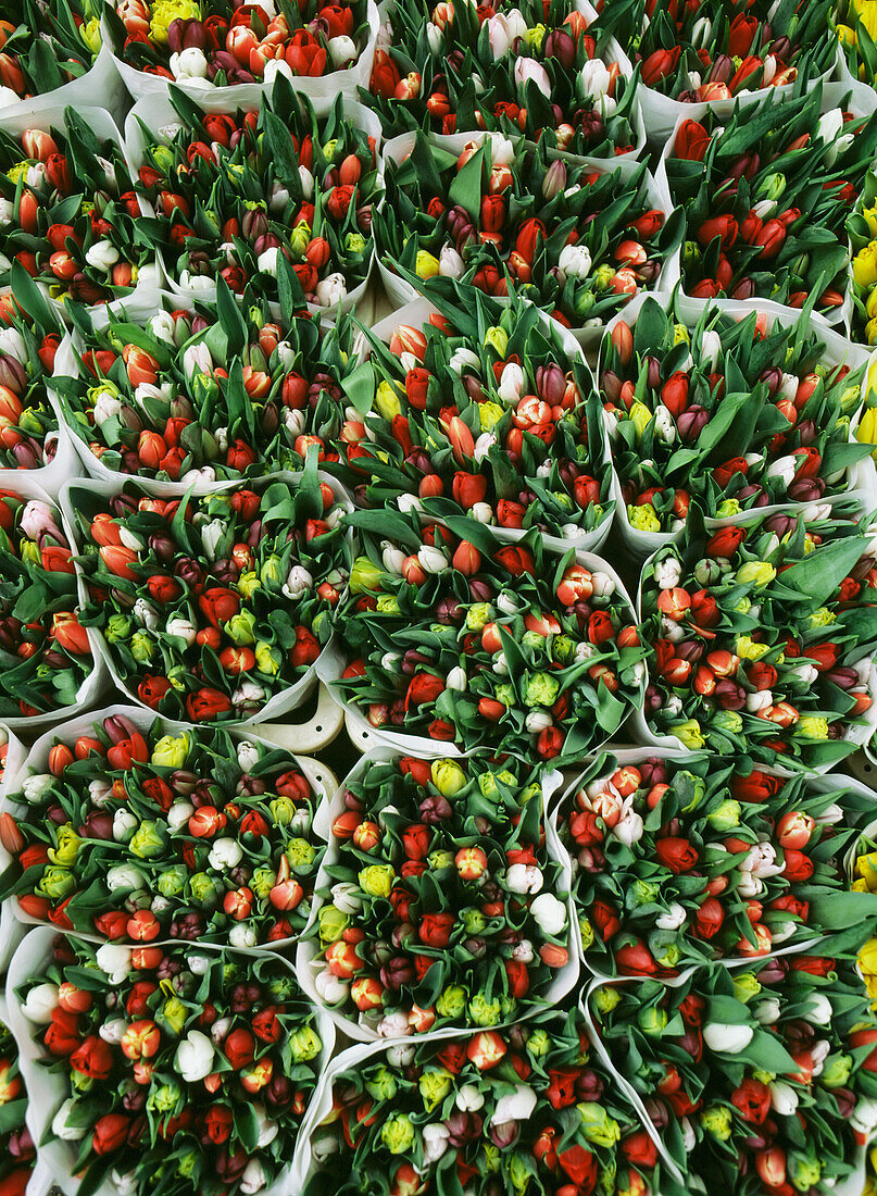 Mixed Tulips For Sale, Flower Market, Amsterdam, Holland.