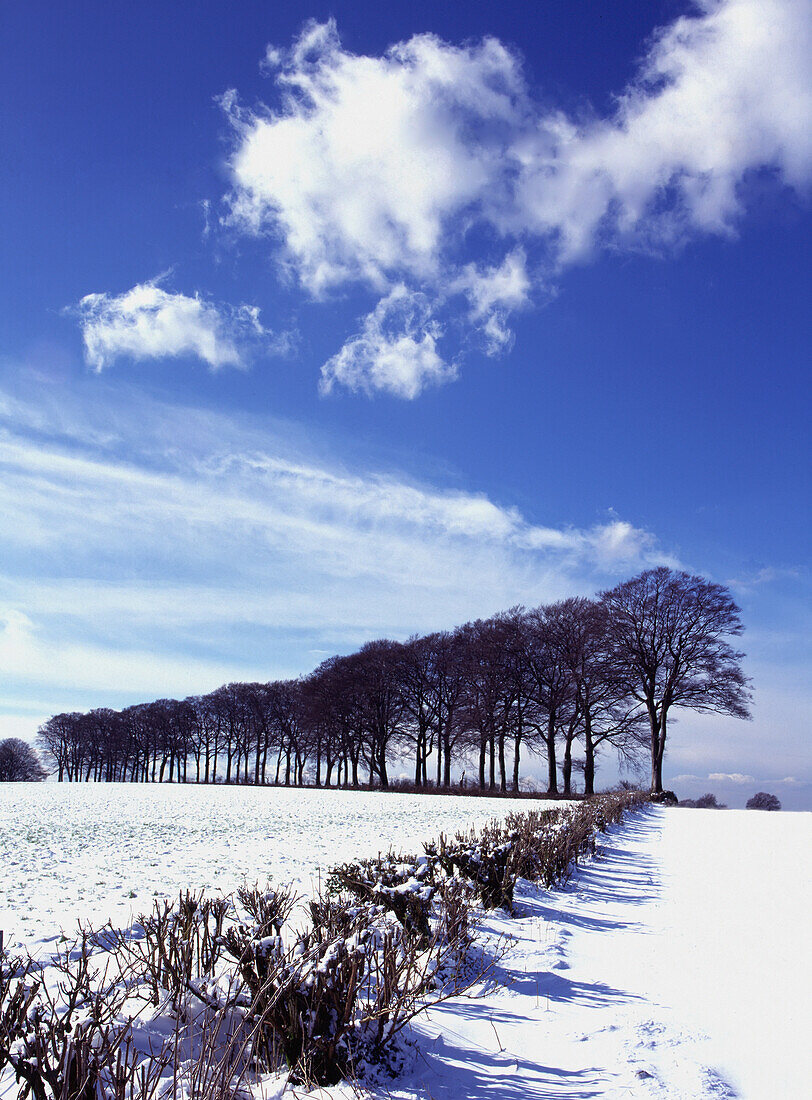 Winterliche Schneelandschaft mit einer Reihe von Bäumen dahinter.