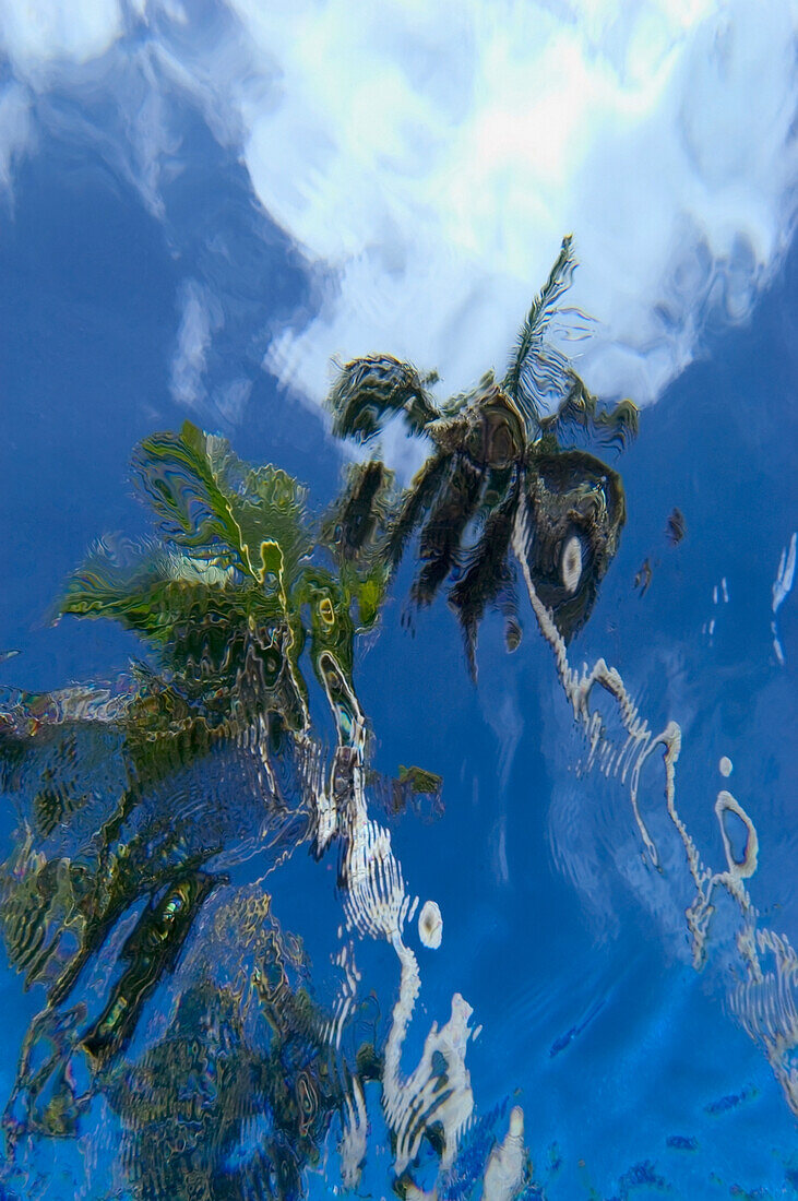 Blick nach oben auf Palmen von unter Wasser im Schwimmbad, Punta Cana, Dominikanische Republik.