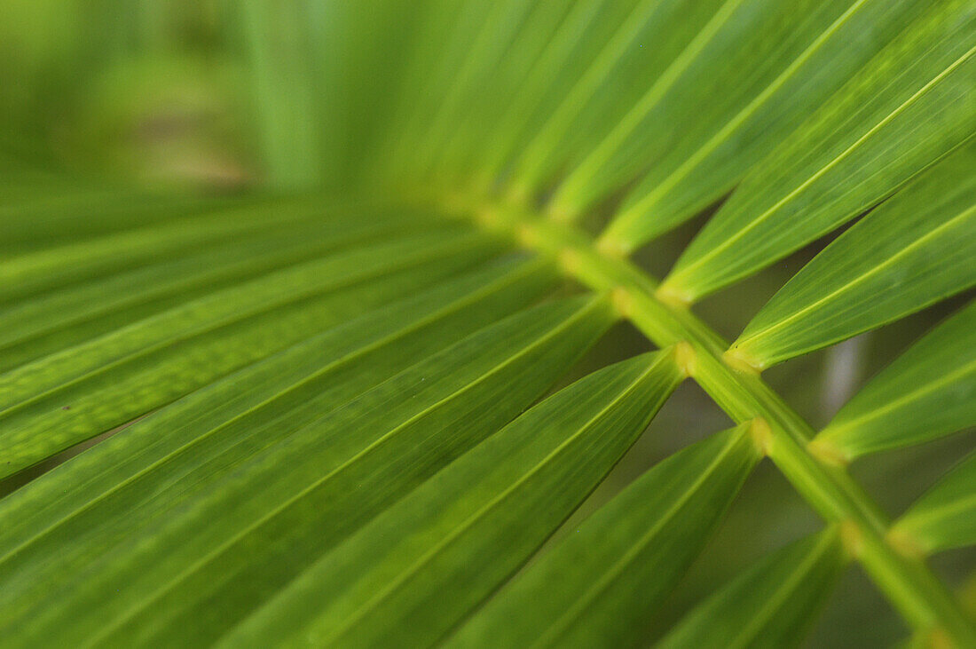 Detail eines Palmwedels, Jamaika.