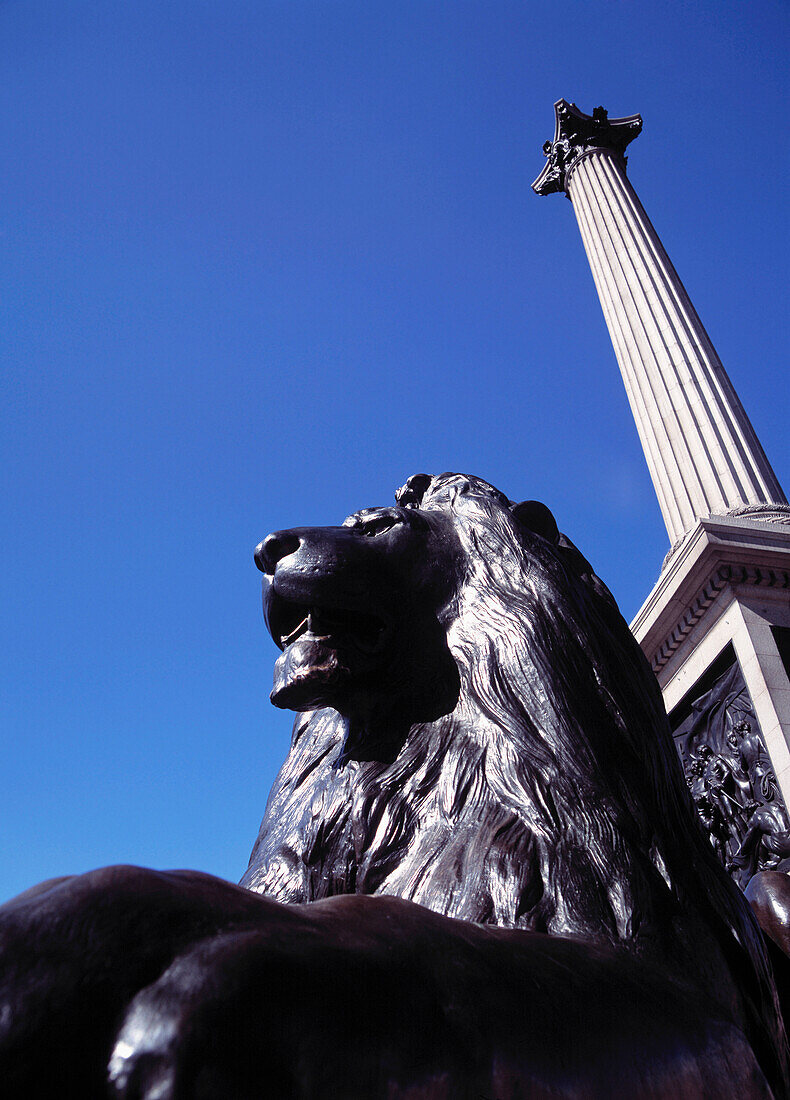 Lion Statue Beneath Nelsons Column, Trafalgar Square. London, Uk.