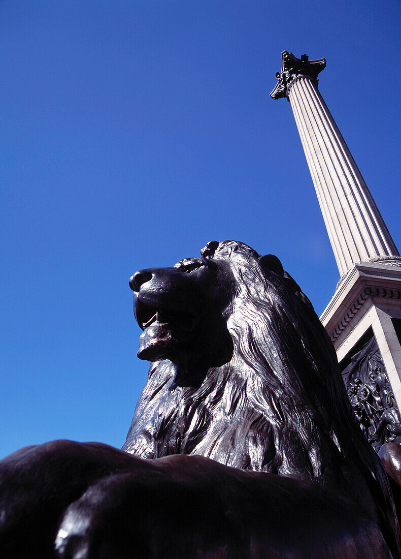 Löwenstatue unter der Nelsons-Säule, Trafalgar Square. London, Vereinigtes Königreich.