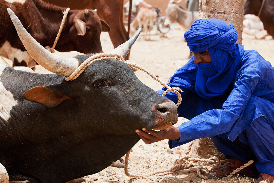 Niger, Sahara Desert, Agadez Region, Tuareg man checking on cow; Agadez