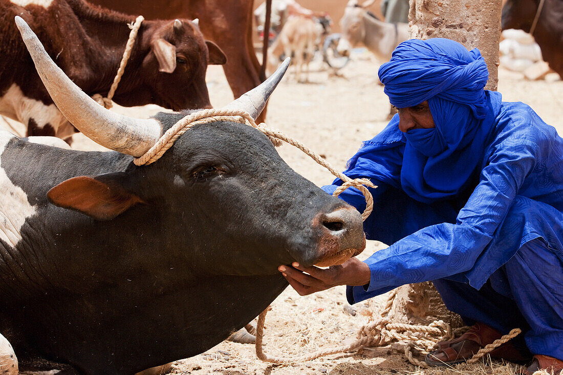 Niger, Sahara-Wüste, Region Agadez, Tuareg-Mann kontrolliert eine Kuh; Agadez