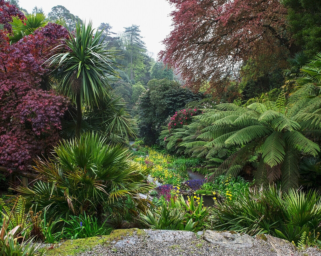 United Kingdom, England, Cornwall, Falmouth, Plants; Trebah Gardens
