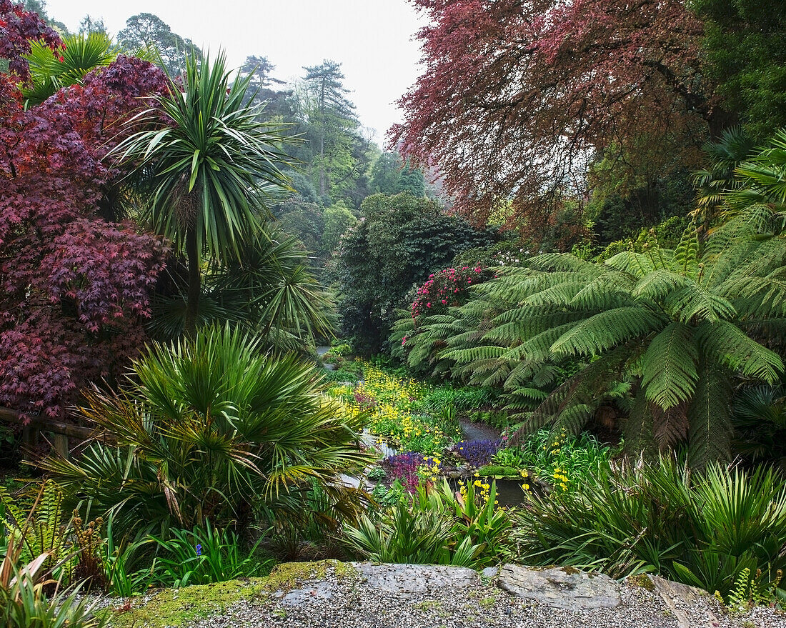 Vereinigtes Königreich, England, Cornwall, Falmouth, Pflanzen; Trebah Gardens