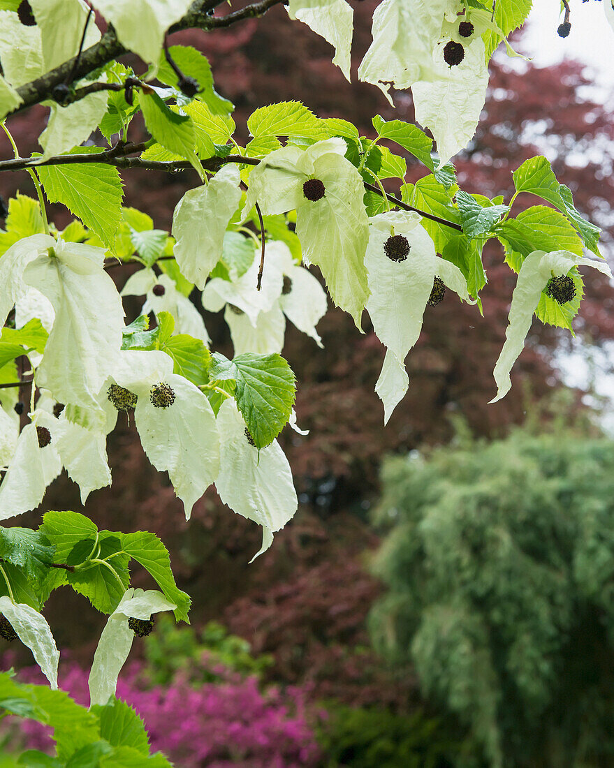 Vereinigtes Königreich, England, Cornwall, Falmouth, Pflanzen; Trebah Gardens