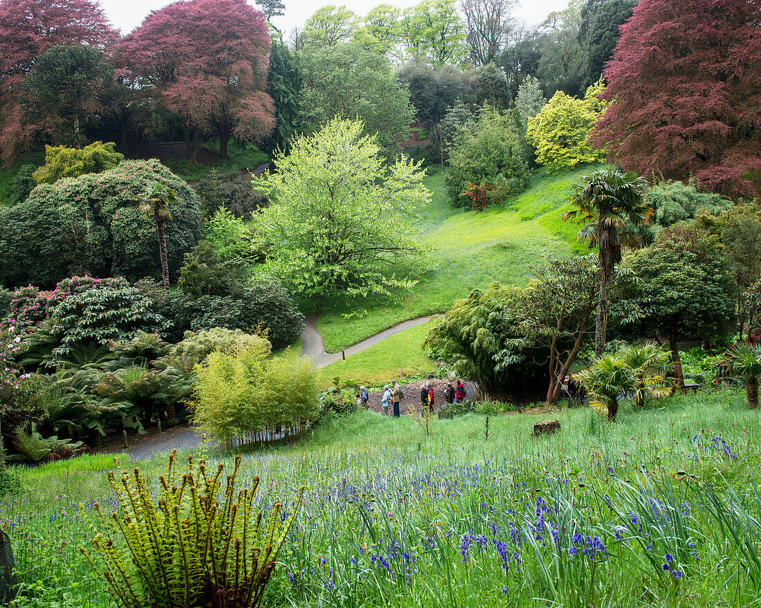 Vereinigtes Königreich, England, Cornwall, Falmouth, Pflanzen; Trebah Gardens