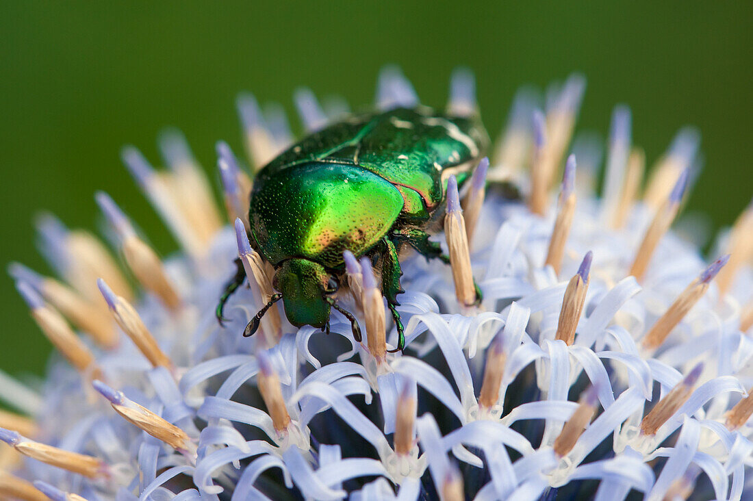 Rose Chafer Beetle On Globe Thistle Flower, Lewes, East Sussex, Uk