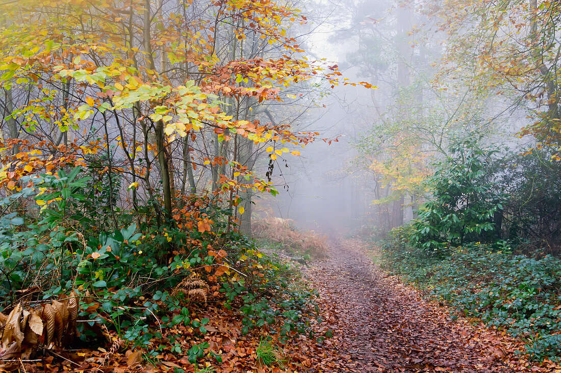 United Kingdom, View of forest path on misty morning; Surrey