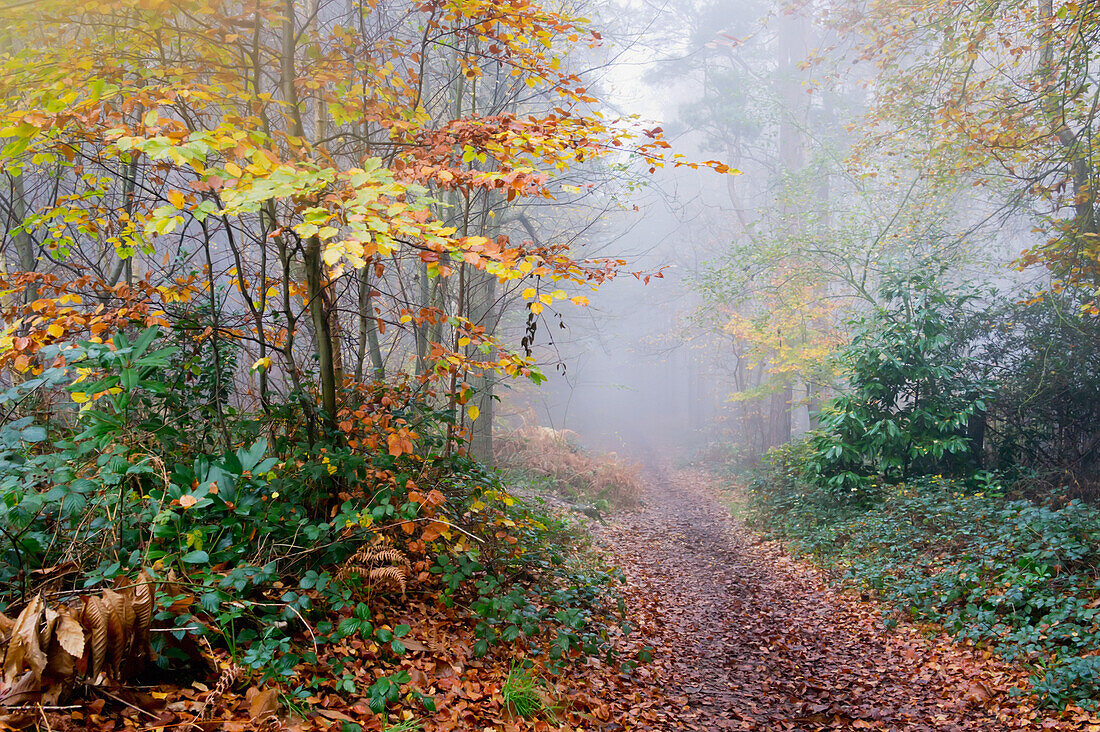 Vereinigtes Königreich, Blick auf Waldweg an nebligem Morgen; Surrey