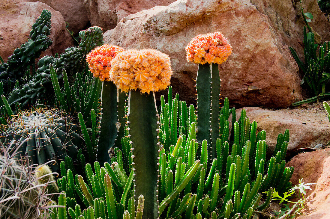 China, Guangdong, Botanical Gardens; Guangzhou, Flowering cactus