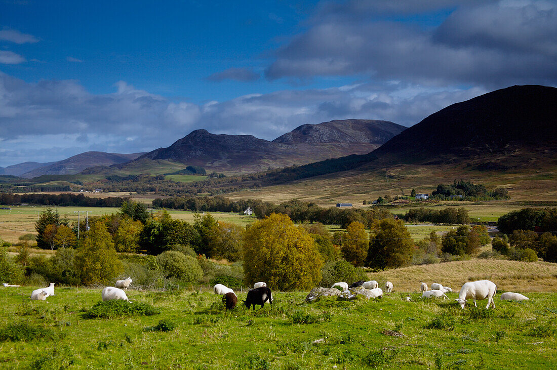 United Kingdom, Scotland, Flock of cows grazing on field
