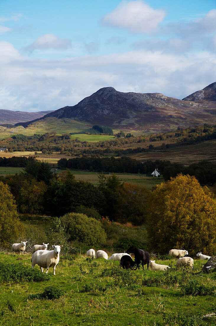 Vereinigtes Königreich, Schafe auf der Weide; Schottland