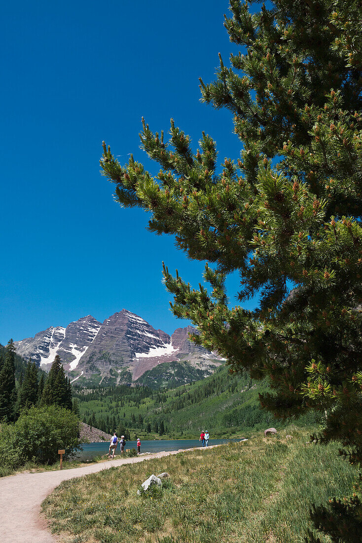 USA, Colorado, Kastanienbraune Glocken; Aspen