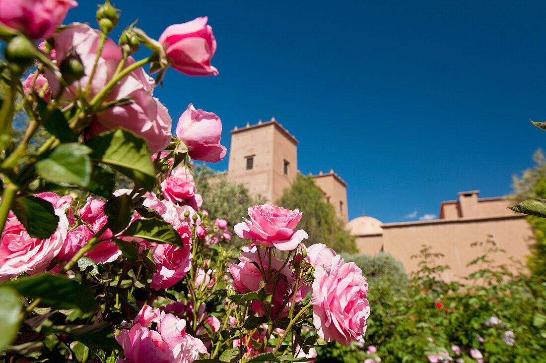 Marokko, Dar Ahlam Hotel; Skoura, Rosen im Garten mit der Hauptkasbah dahinter