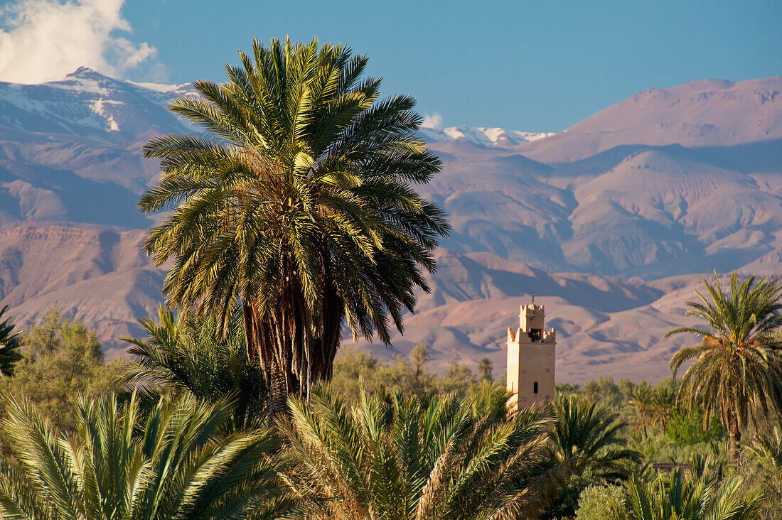 Marokko, vom Dach des Dar Ahlam Hotels aus gesehen; Skoura, Skoura Oase mit Minarett, das sich über Dattelpalmen erhebt