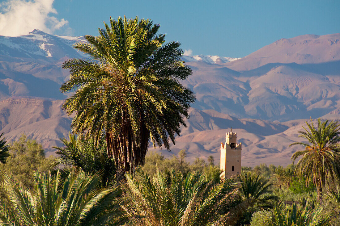 Morocco, seen from roof of Dar Ahlam Hotel; Skoura, Skoura Oasis with minaret rising up above date palms